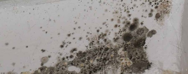 så gär du om du har fuktskada eller vattenskada med svartmögel i hemmet